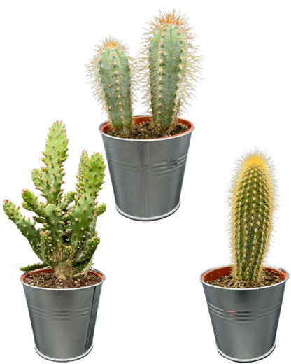 Vielseitiges Kaktus-Set in Zinktöpfen – Pilosocereus Azureus, Opuntia Monacantha, Pilosocereus Chrysostele – Höhe 15-20 cm, Topf Ø 9.5 cm - grüne-wurzel