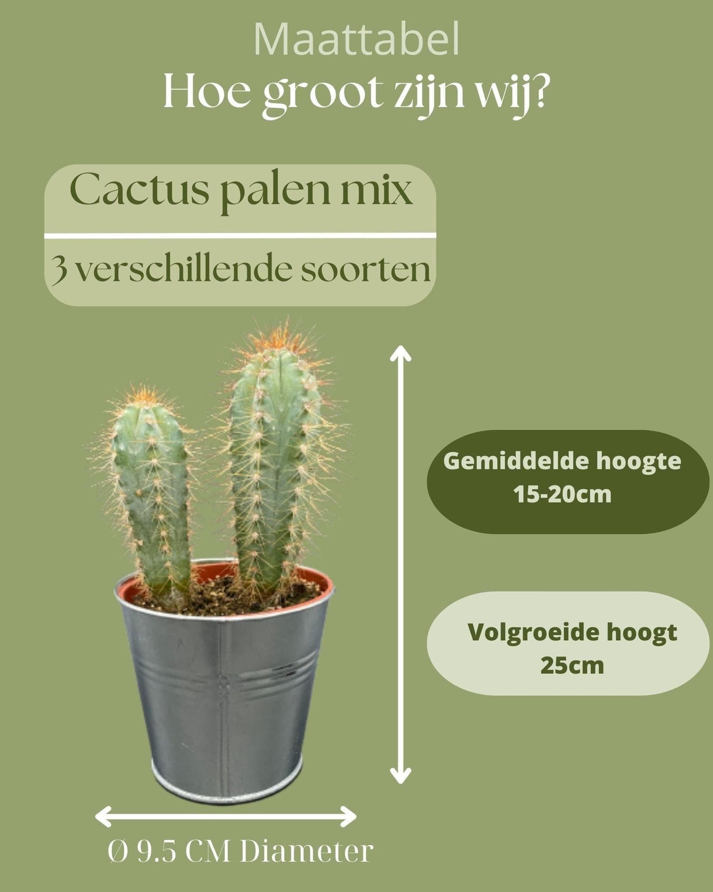 Vielseitiges Kaktus-Set in Zinktöpfen – Pilosocereus Azureus, Opuntia Monacantha, Pilosocereus Chrysostele – Höhe 15-20 cm, Topf Ø 9.5 cm - grüne-wurzel