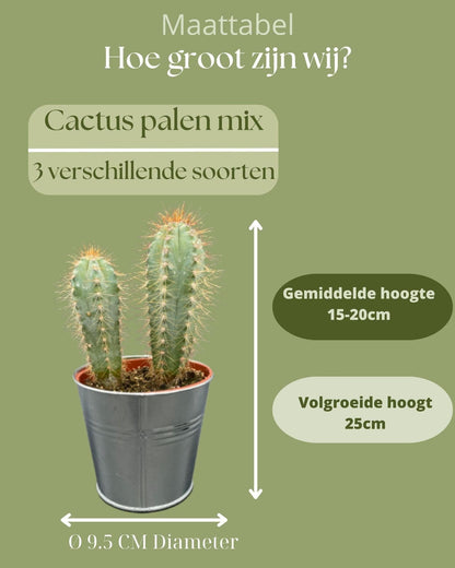 Vielseitiges Kaktus-Set in Zinktöpfen – Pilosocereus Azureus, Opuntia Monacantha, Pilosocereus Chrysostele – Höhe 15-20 cm, Topf Ø 9.5 cm - grüne-wurzel