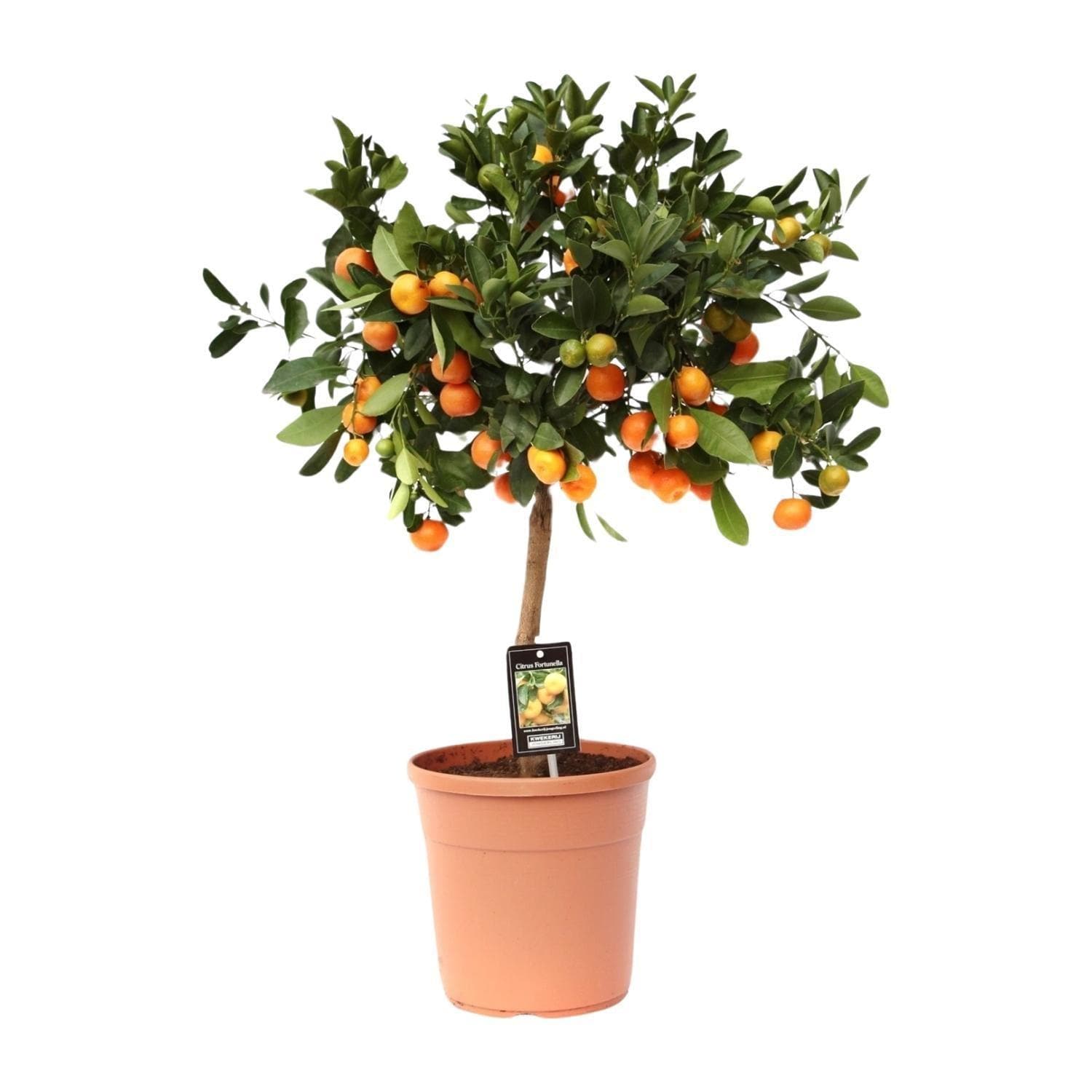 Zitrus Calamondin Baum - Langlebige Zimmerpflanze mit Früchten - 80cm, Topf 22cm - grüne-wurzel