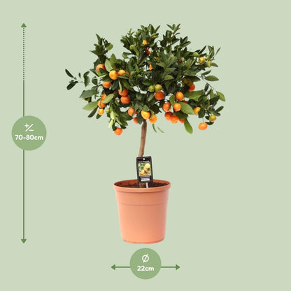 Zitrus Calamondin Baum - Langlebige Zimmerpflanze mit Früchten - 80cm, Topf 22cm - grüne-wurzel