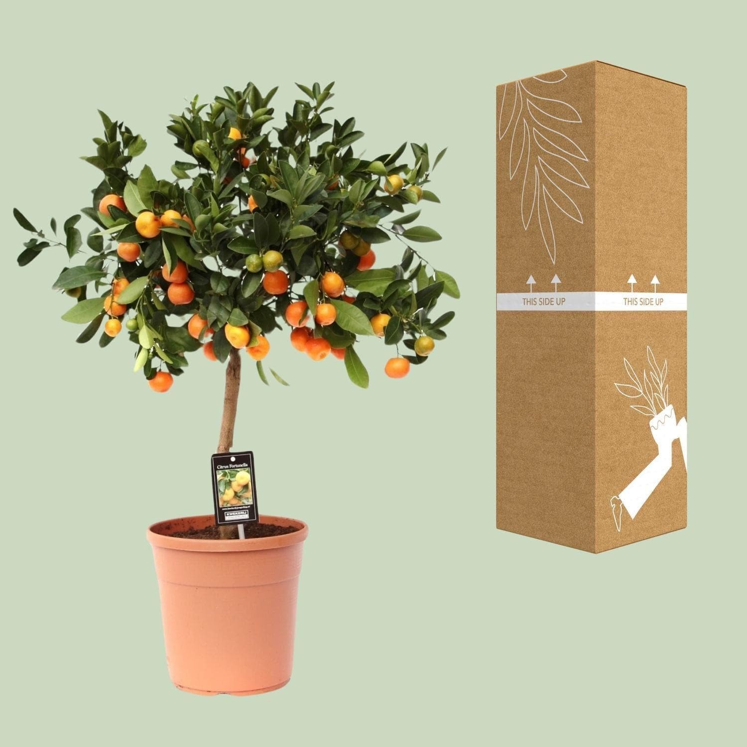 Zitrus Calamondin Baum - Langlebige Zimmerpflanze mit Früchten - 80cm, Topf 22cm - grüne-wurzel