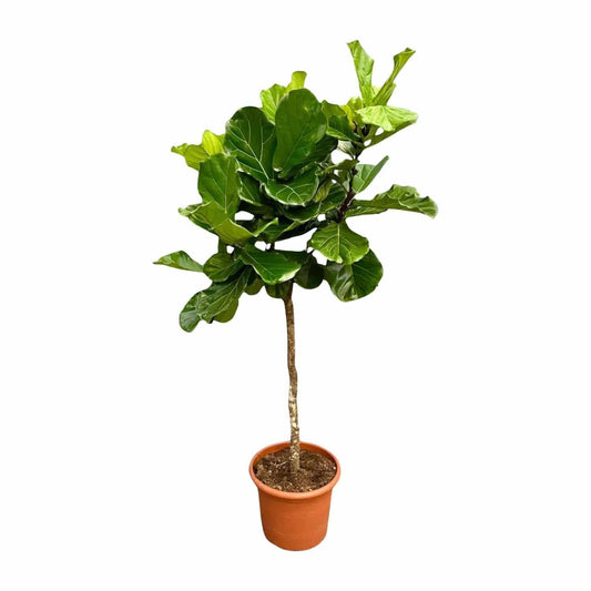 Ficus Lyrata Baum XXL - Geigenfeige - Zimmerpflanze - Ø40cm - 210cm hoch - grüne-wurzel