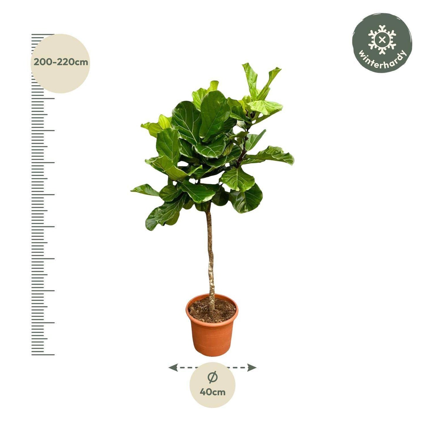 Ficus Lyrata Baum XXL - Geigenfeige - Zimmerpflanze - Ø40cm - 210cm hoch - grüne-wurzel