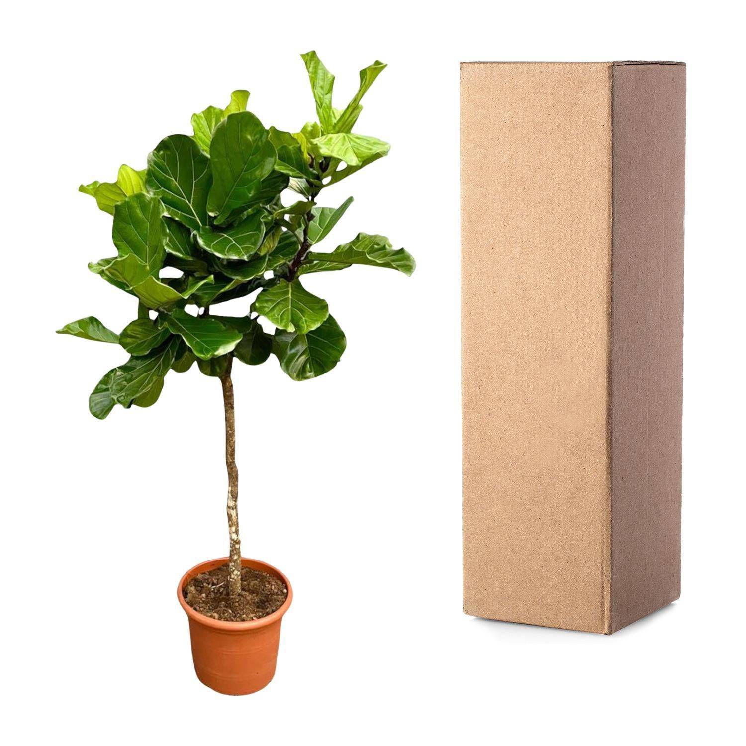 Ficus Lyrata Baum XXL - Geigenfeige - Zimmerpflanze - Ø40cm - 210cm hoch - grüne-wurzel