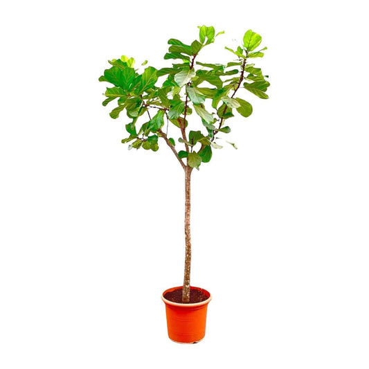 Ficus Lyrata Baum XXXL - Geigenfeige - Zimmerpflanze - Ø55cm - 300cm hoch - grüne-wurzel