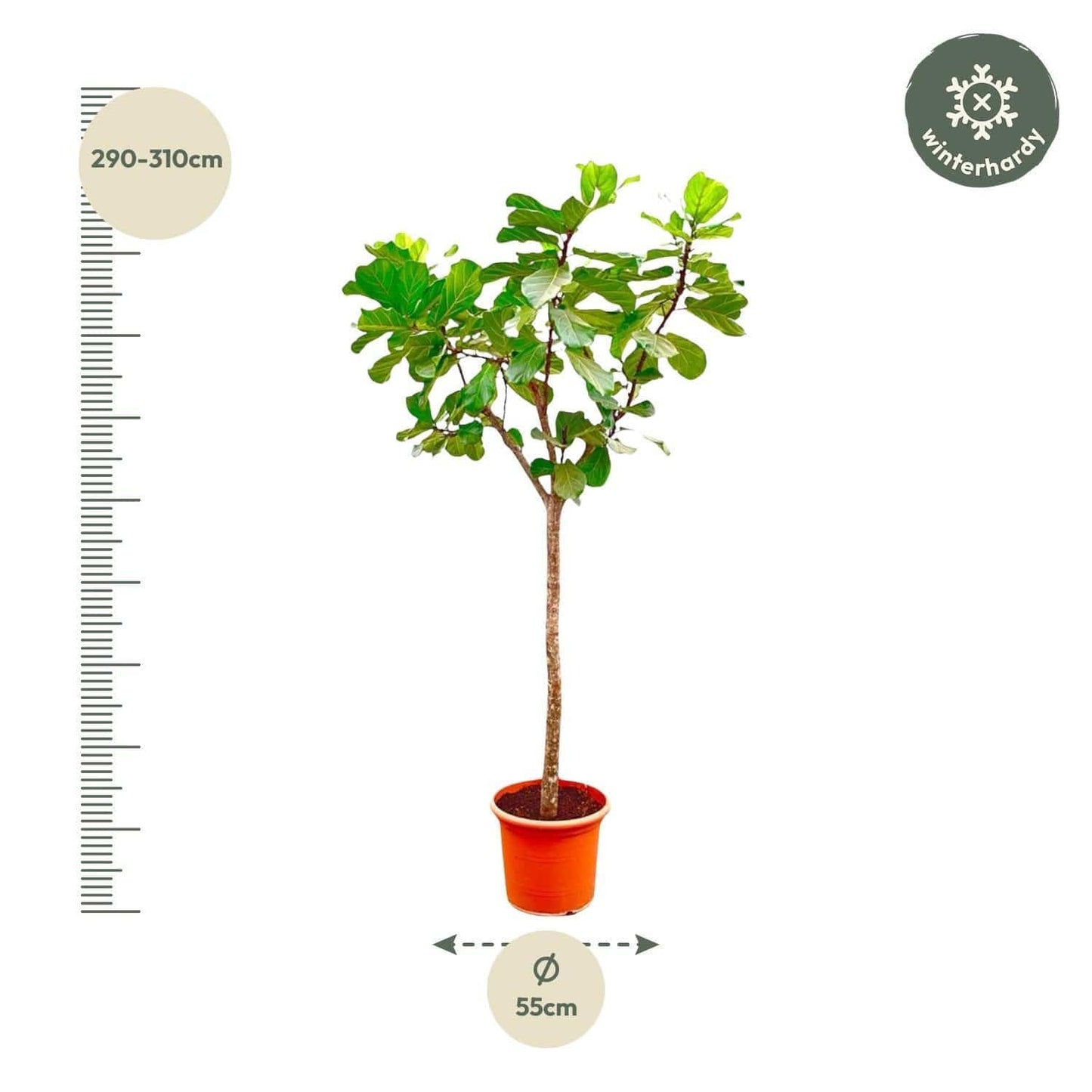 Ficus Lyrata Baum XXXL - Geigenfeige - Zimmerpflanze - Ø55cm - 300cm hoch - grüne-wurzel