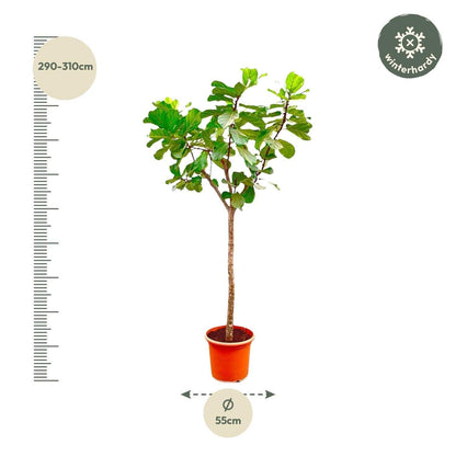 Ficus Lyrata Baum XXXL - Geigenfeige - Zimmerpflanze - Ø55cm - 300cm hoch - grüne-wurzel