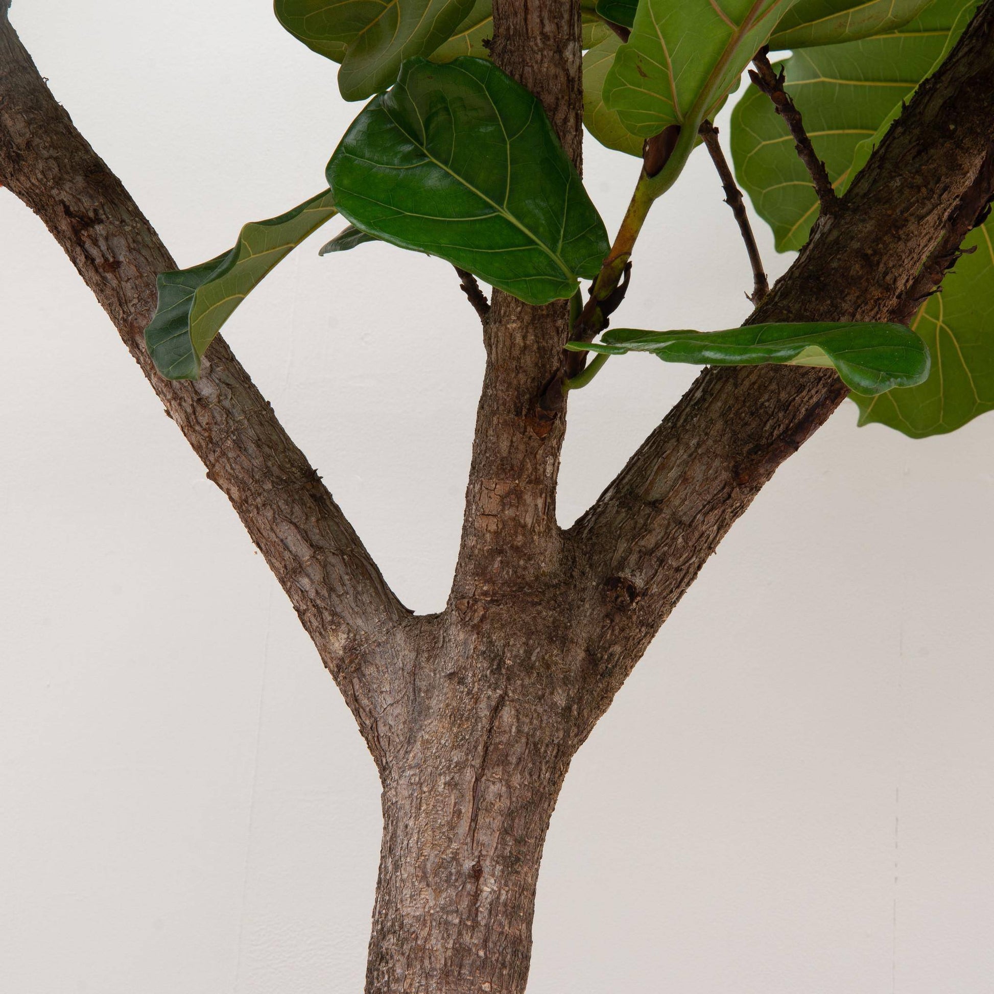 Ficus Lyrata Baum XXXL - Geigenfeige - Zimmerpflanze - Ø55cm - 300cm hoch - grüne-wurzel