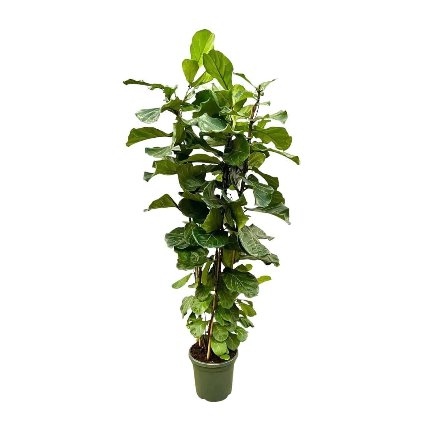 Ficus Lyrata Strauch XL - Geigenfeige - Zimmerpflanze - Ø40cm, 200cm hoch - grüne-wurzel