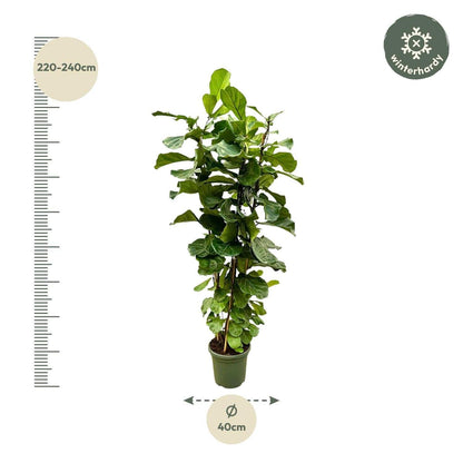 Ficus Lyrata Strauch XL - Geigenfeige - Zimmerpflanze - Ø40cm, 200cm hoch - grüne-wurzel