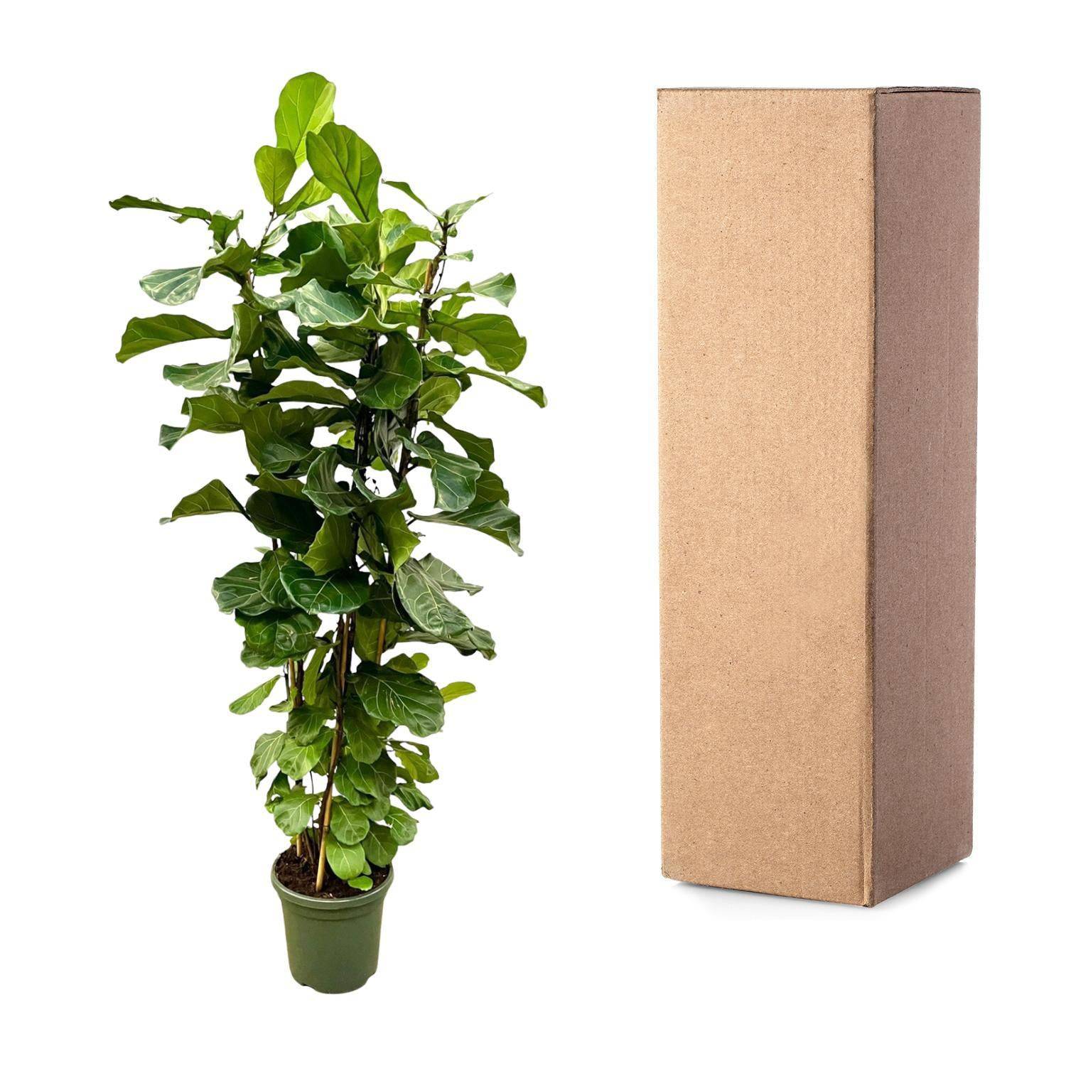 Ficus Lyrata Strauch XL - Geigenfeige - Zimmerpflanze - Ø40cm, 200cm hoch - grüne-wurzel