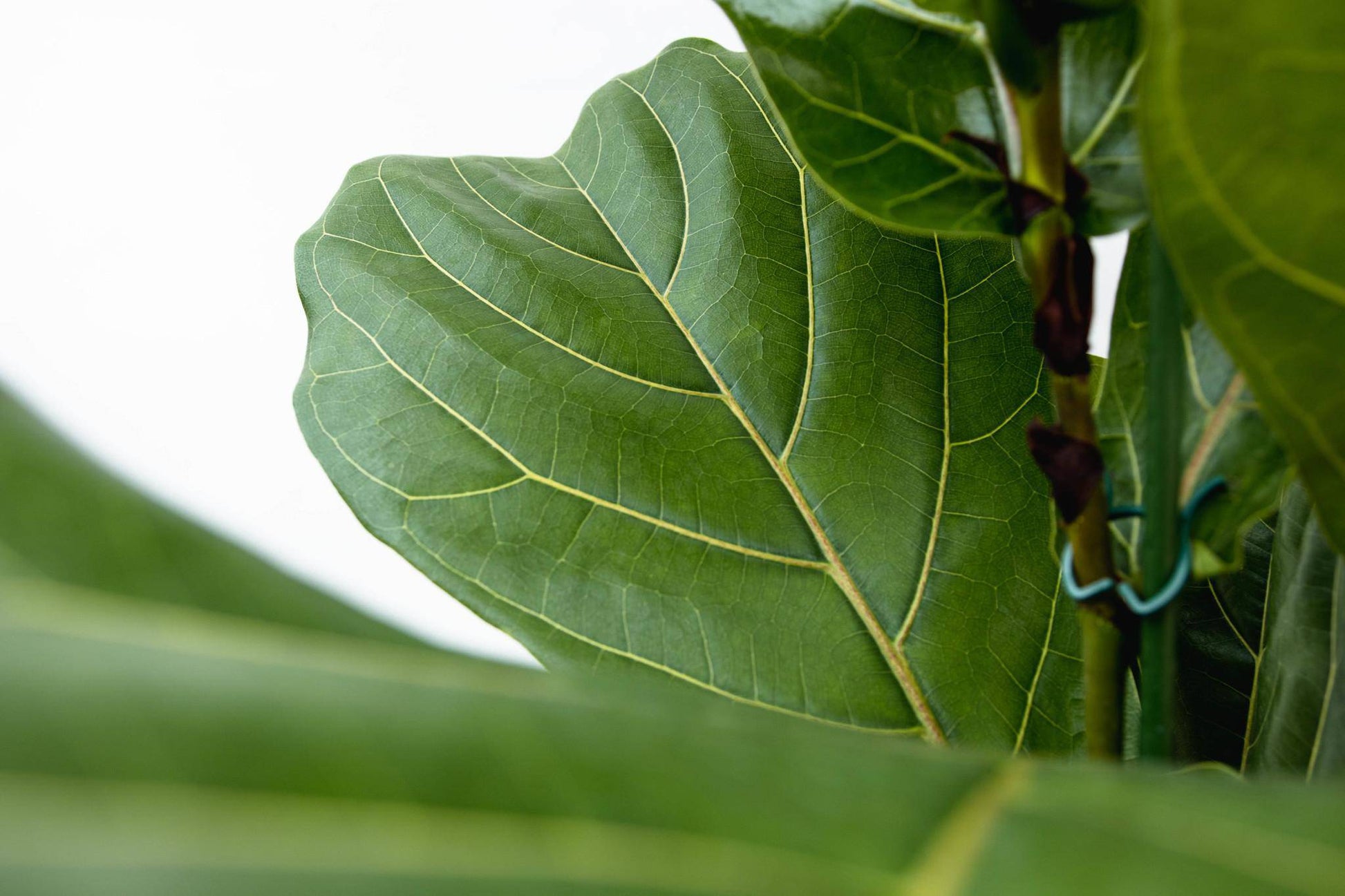 Ficus Lyrata Strauch XL - Geigenfeige - Zimmerpflanze - Ø40cm, 200cm hoch - grüne-wurzel