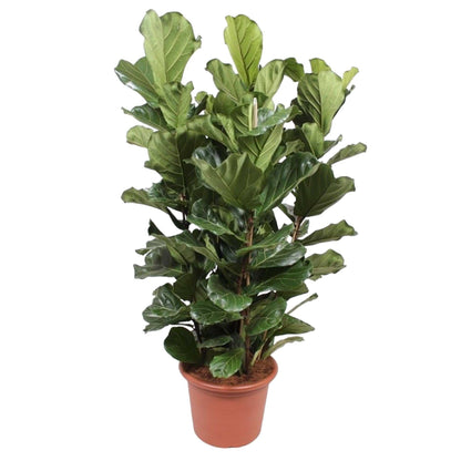 Ficus Lyrata Strauch XL - Geigenfeige - Zimmerpflanze - Ø50cm - 200cm hoch - grüne-wurzel