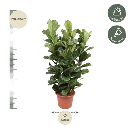 Ficus Lyrata Strauch XL - Geigenfeige - Zimmerpflanze - Ø50cm - 200cm hoch - grüne-wurzel