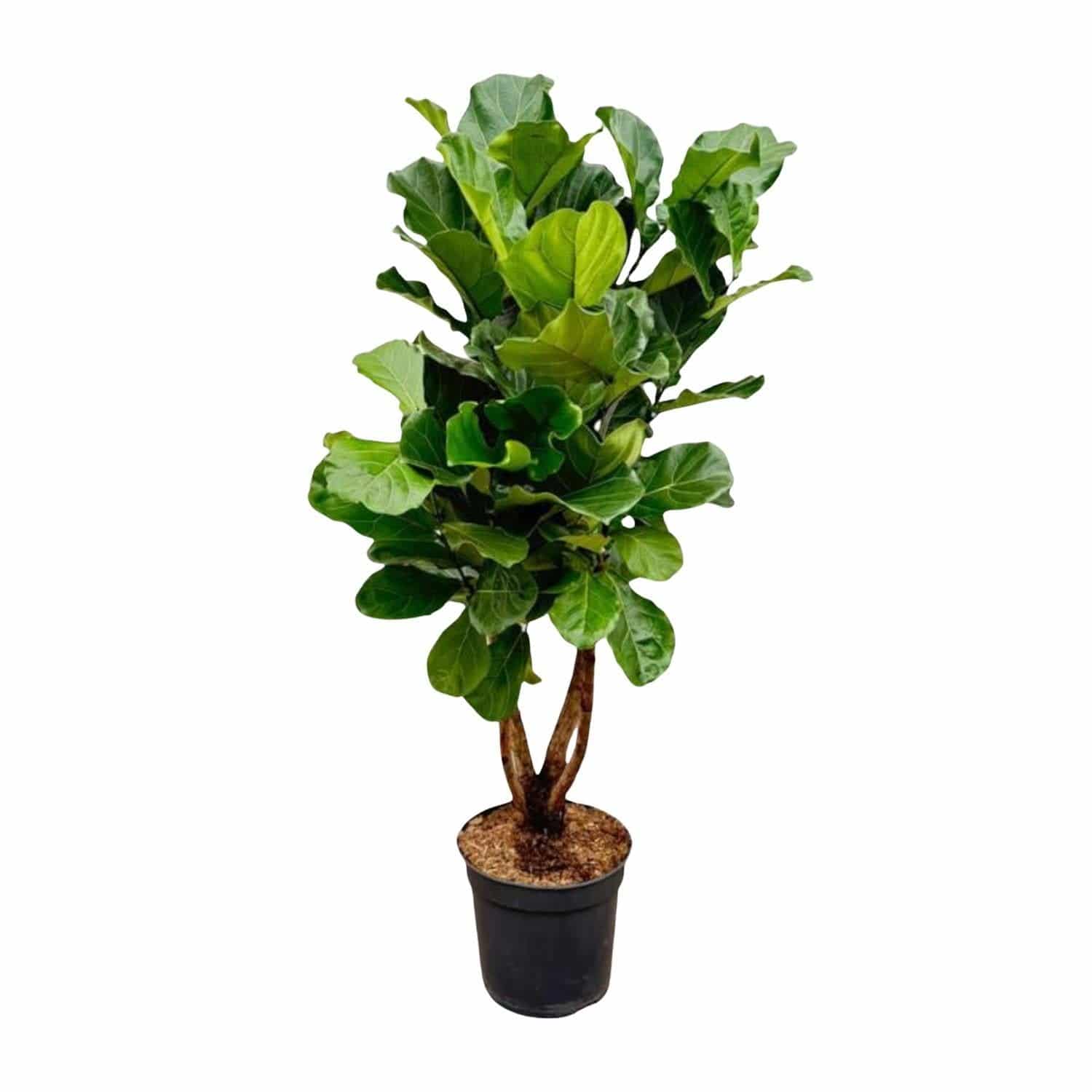 Ficus Lyrata verzweigt XL - Geigenfeige - Zimmerpflanze - Ø32cm, 200cm hoch - grüne-wurzel