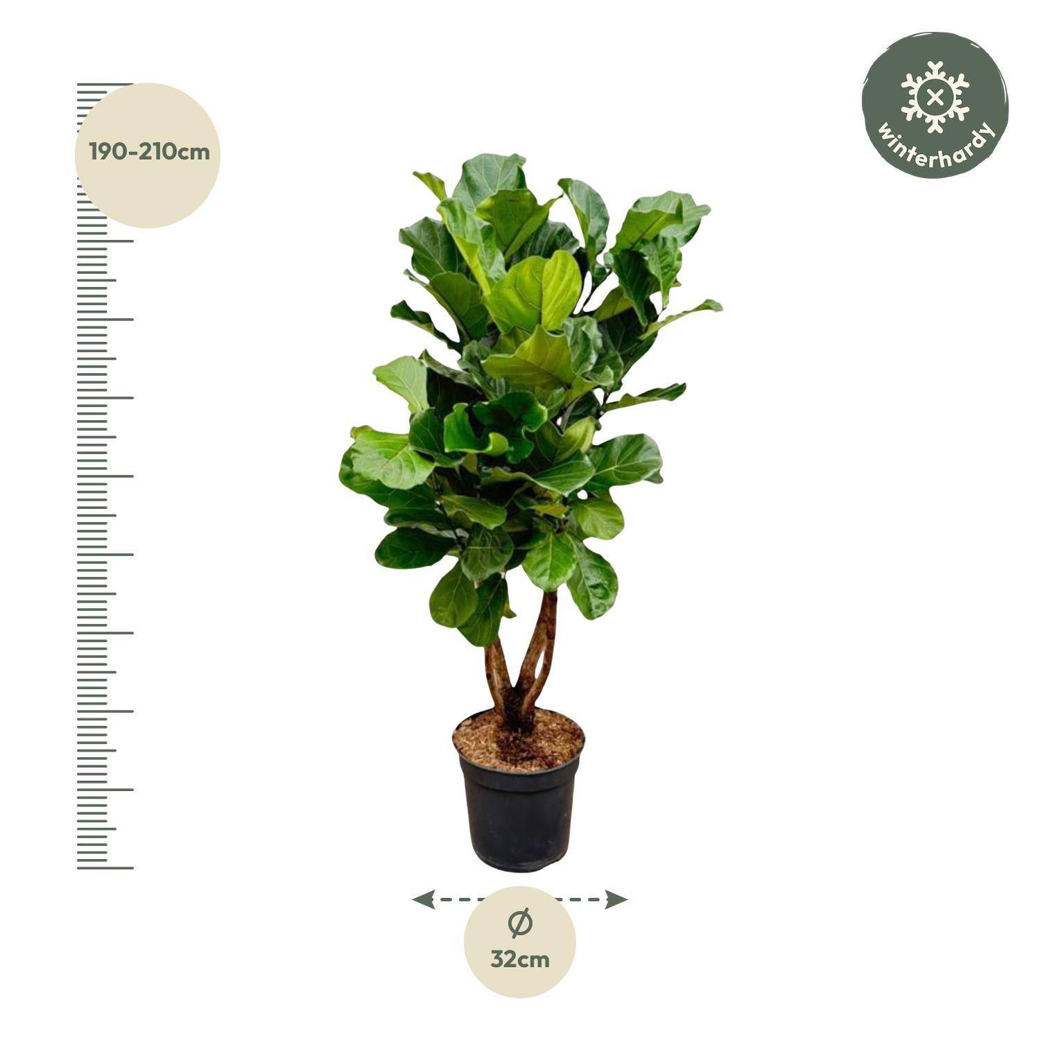 Ficus Lyrata verzweigt XL - Geigenfeige - Zimmerpflanze - Ø32cm, 200cm hoch - grüne-wurzel