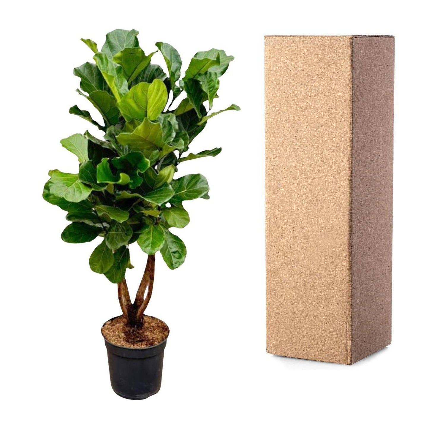 Ficus Lyrata verzweigt XL - Geigenfeige - Zimmerpflanze - Ø32cm, 200cm hoch - grüne-wurzel