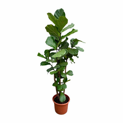 Ficus Lyrata verzweigt XXL - Geigenfeige - Zimmerpflanze - Ø40cm, 230cm hoch - grüne-wurzel