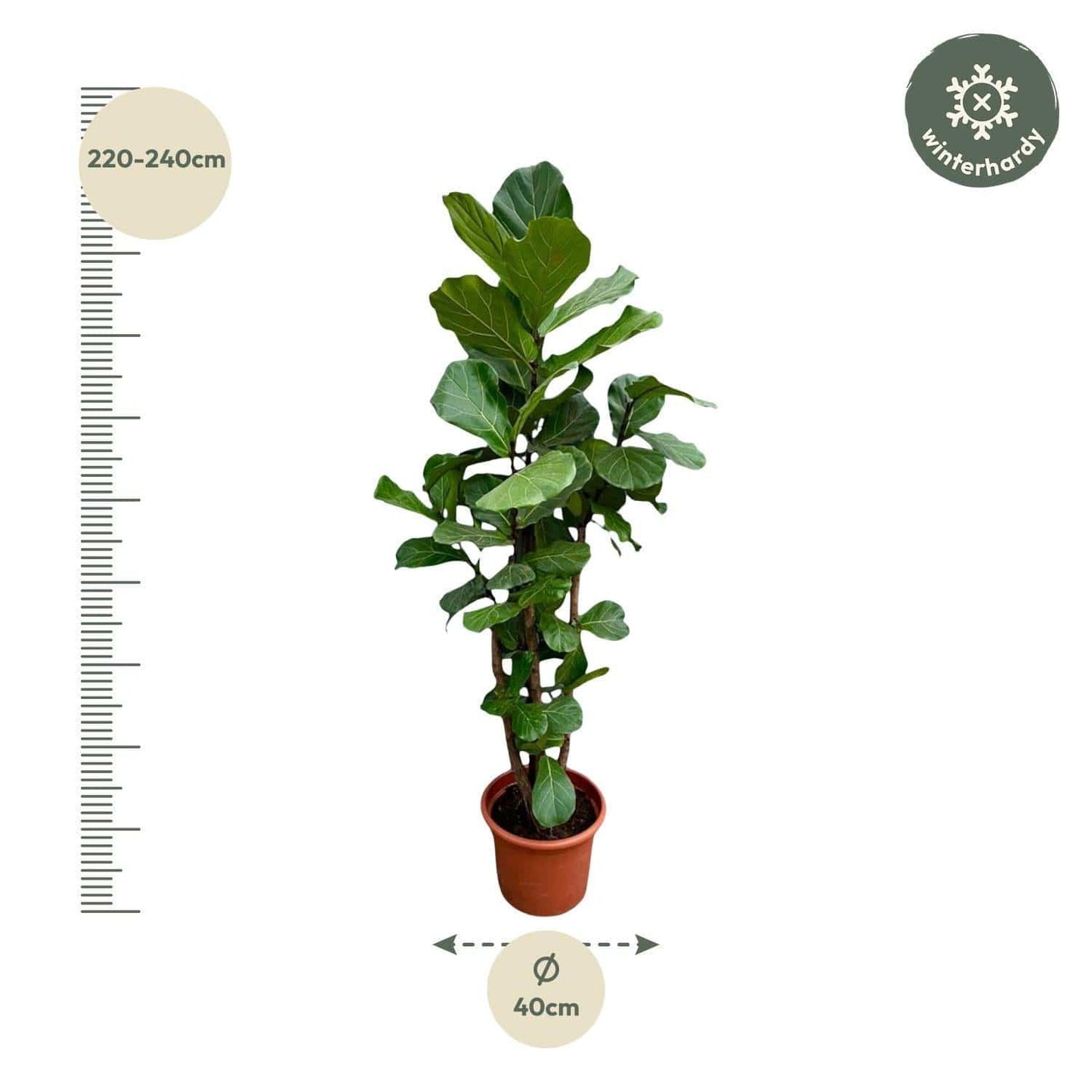 Ficus Lyrata verzweigt XXL - Geigenfeige - Zimmerpflanze - Ø40cm, 230cm hoch - grüne-wurzel