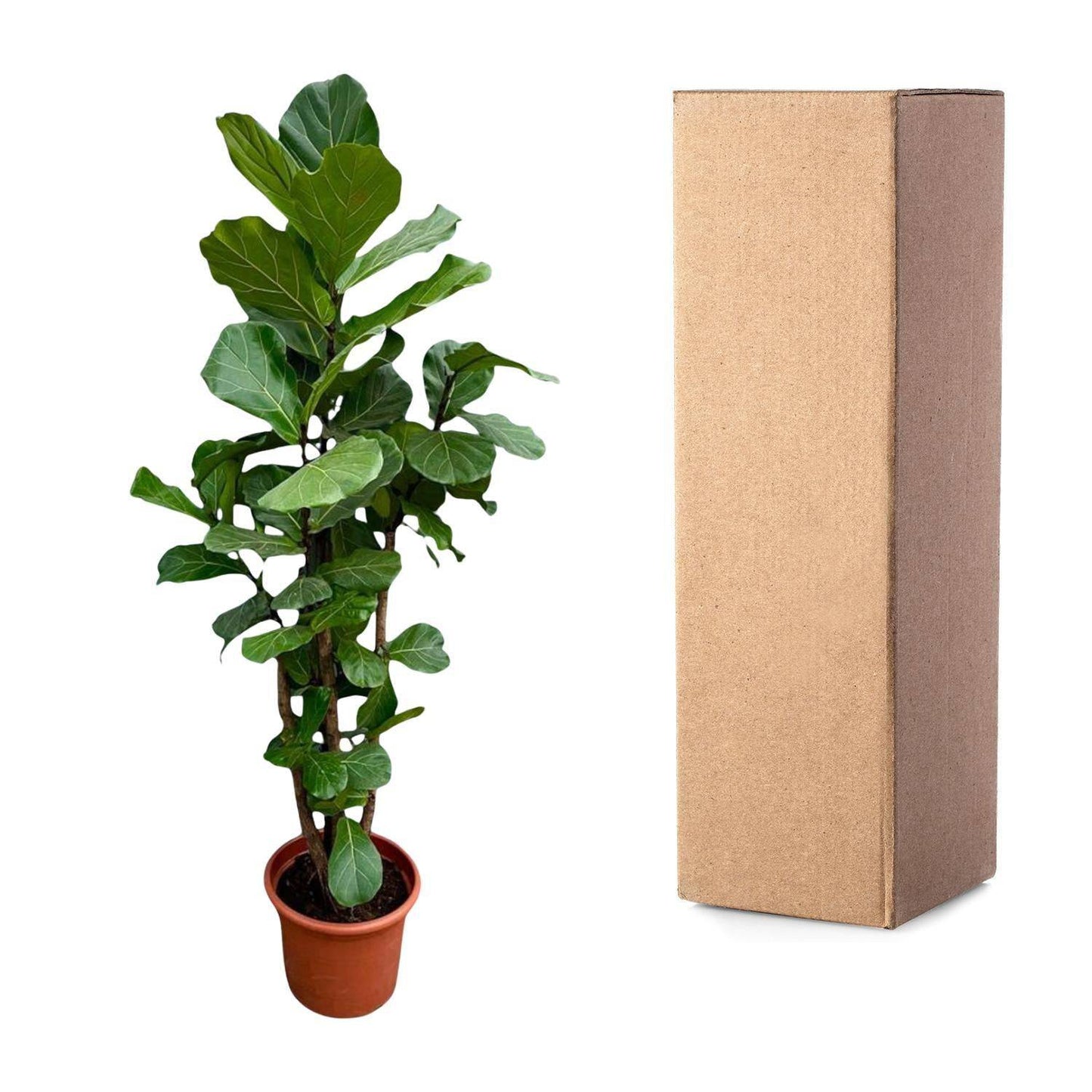 Ficus Lyrata verzweigt XXL - Geigenfeige - Zimmerpflanze - Ø40cm, 230cm hoch - grüne-wurzel