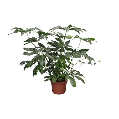 Philodendron Green Wonder XL - Zimmerpflanze - Philodendron - 140 cm - Ø45 cm - grüne-wurzel