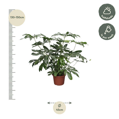 Philodendron Green Wonder XL - Zimmerpflanze - Philodendron - 140 cm - Ø45 cm - grüne-wurzel