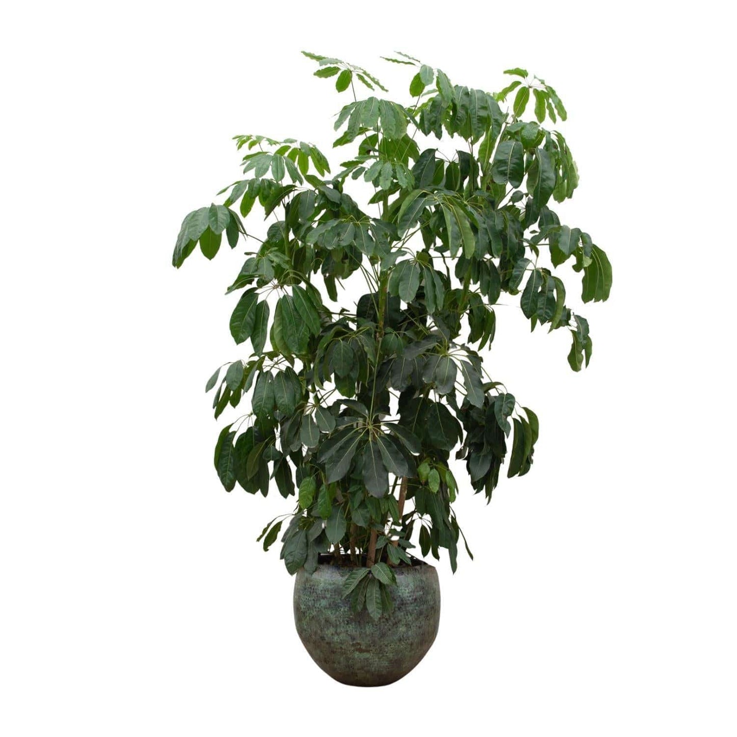 Schefflera Amate XL mit Topf- Vingerbaum - Zimmerpflanze - Ø50cm - 250cm hoch - grüne-wurzel