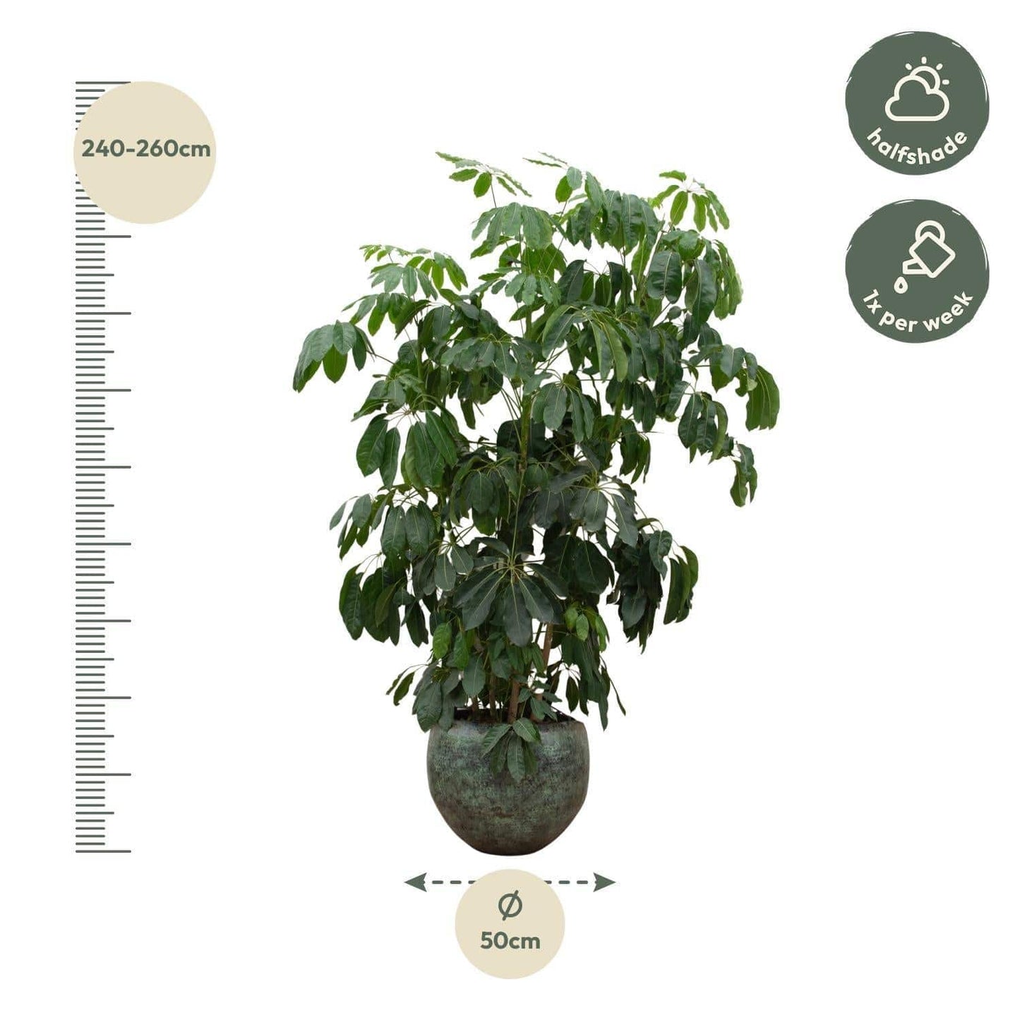 Schefflera Amate XL mit Topf- Vingerbaum - Zimmerpflanze - Ø50cm - 250cm hoch - grüne-wurzel