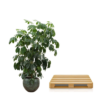 Schefflera Amate XL mit Topf- Vingerbaum - Zimmerpflanze - Ø50cm - 250cm hoch - grüne-wurzel