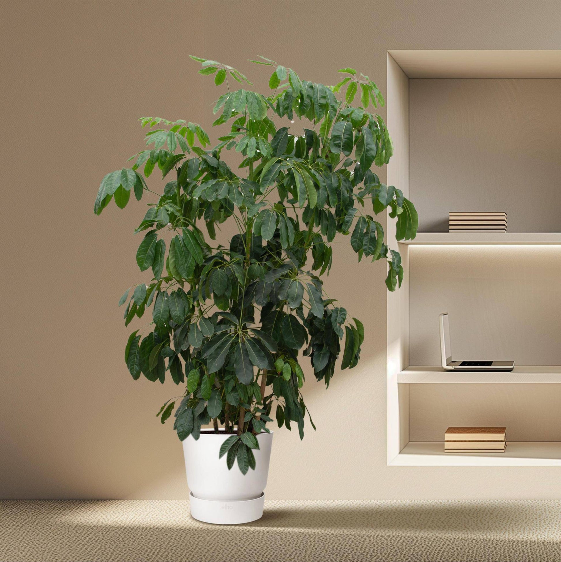 Schefflera Amate XL mit Topf- Vingerbaum - Zimmerpflanze - Ø50cm - 250cm hoch - grüne-wurzel