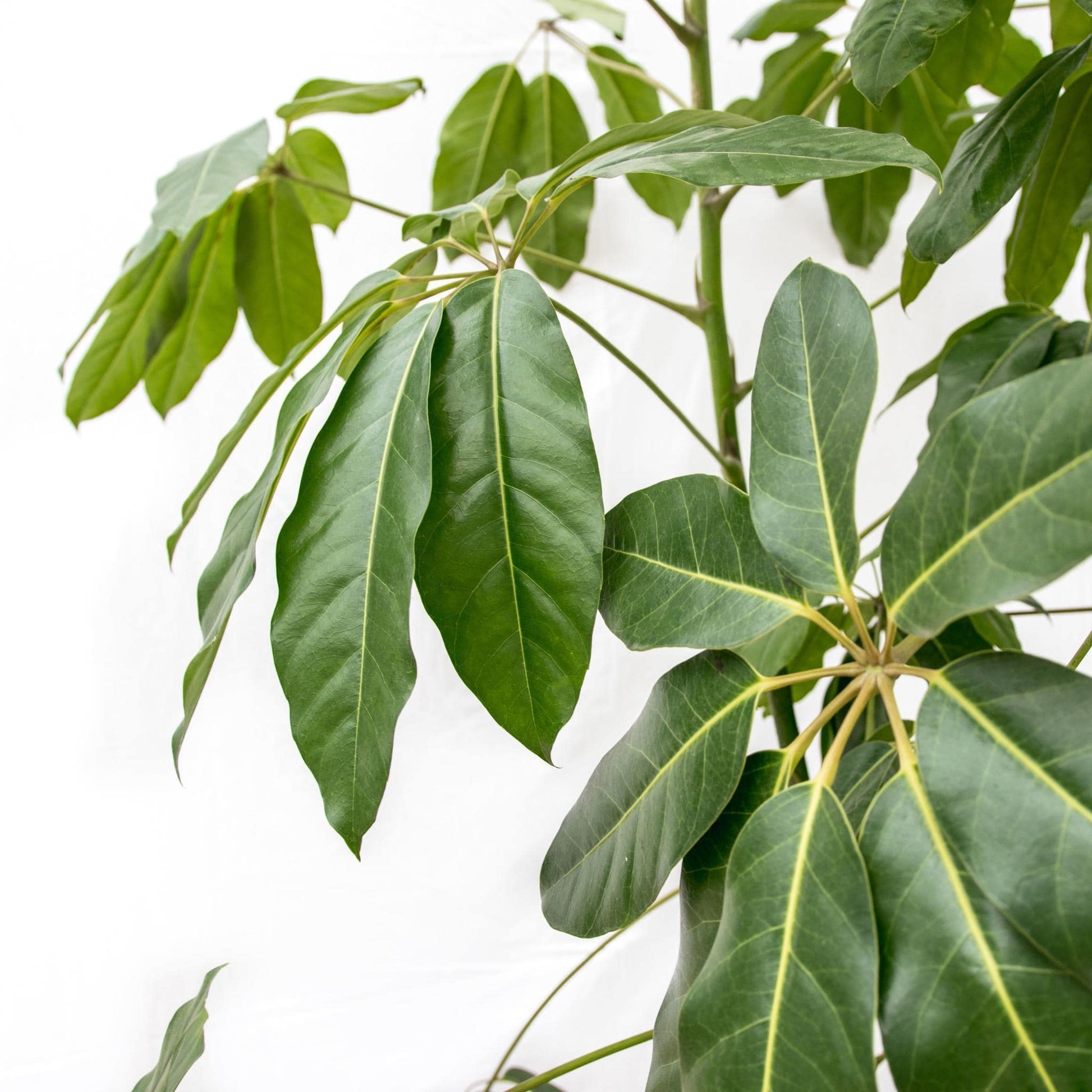 Schefflera Amate XL mit Topf- Vingerbaum - Zimmerpflanze - Ø50cm - 250cm hoch - grüne-wurzel