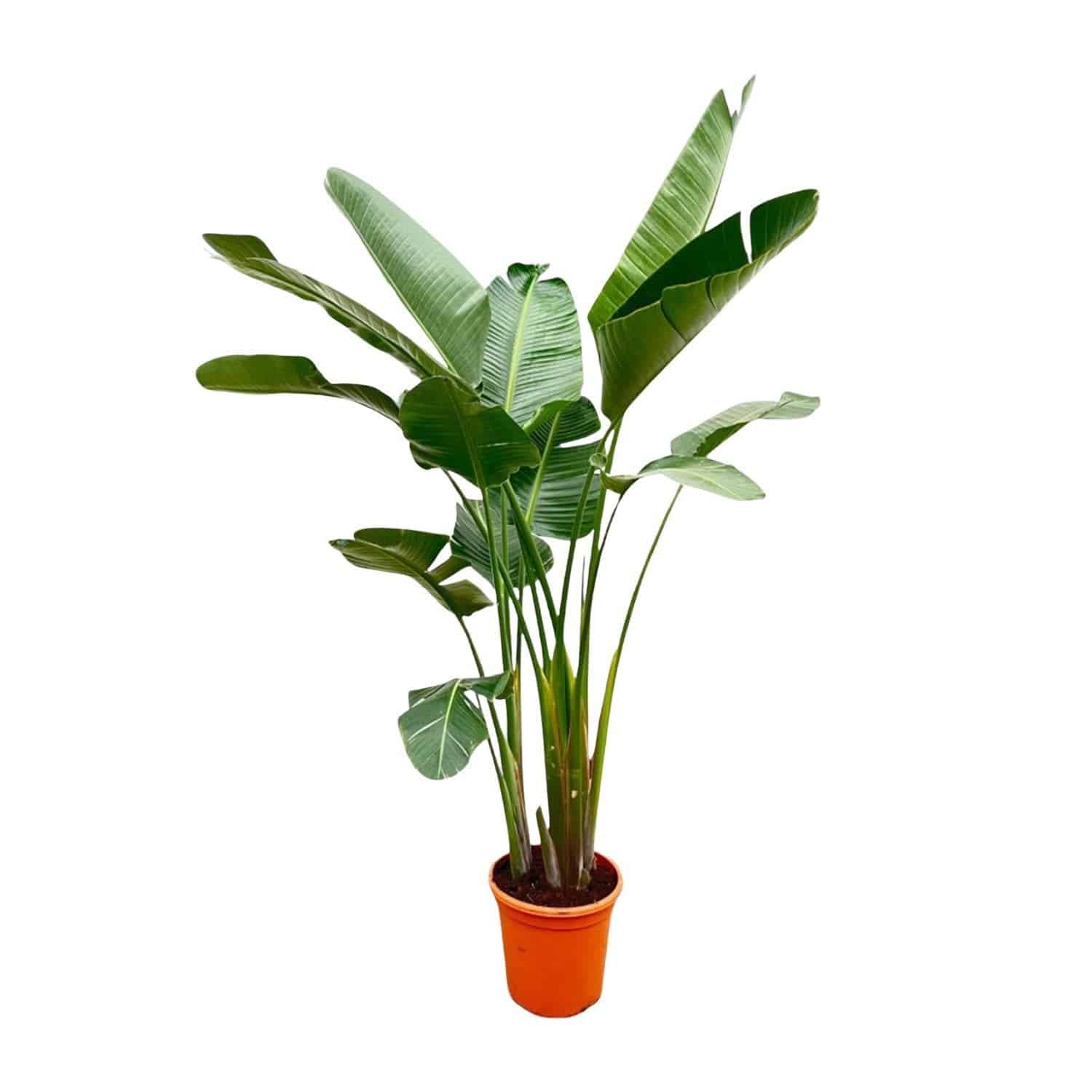 Strelitzia Augusta de Luxe XXL - Weiße Paradiesvogelblume - Zimmerpflanze - Ø38cm, 250cm hoch - grüne-wurzel