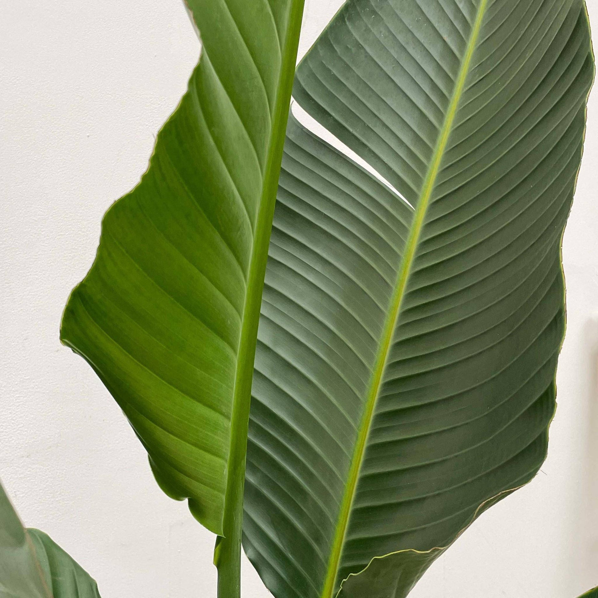 Strelitzia Augusta Multi Stamm XXL - Weiße Paradiesvogelblume - Zimmerpflanze - Ø50cm, 250cm hoch - grüne-wurzel