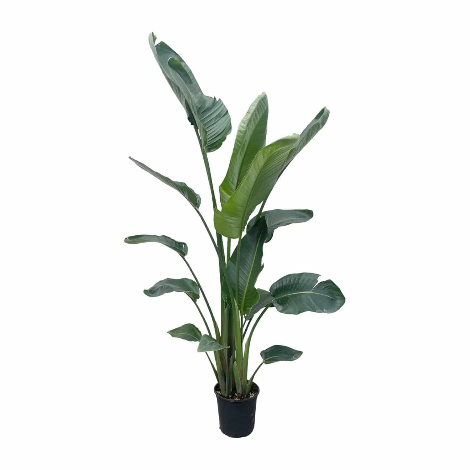 Strelitzia Nicolai XXL - Riesenparadiesvogelblume - Zimmerpflanze - Ø27cm, 225cm hoch - grüne-wurzel