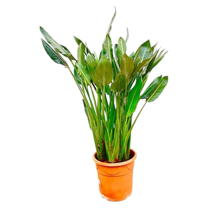 Strelitzia Reginae XL - Paradiesvogelblume - Zimmerpflanze - Ø30cm - 160cm hoch - grüne-wurzel