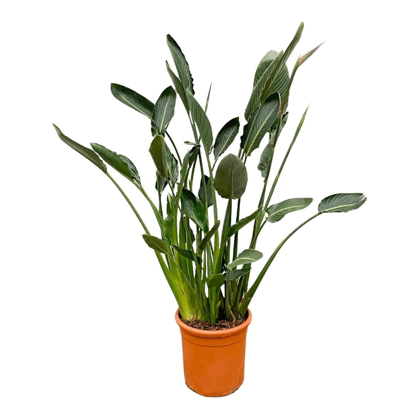 Strelitzia Reginae XL - Paradiesvogelblume - Zimmerpflanze - Ø30cm - 160cm hoch - grüne-wurzel