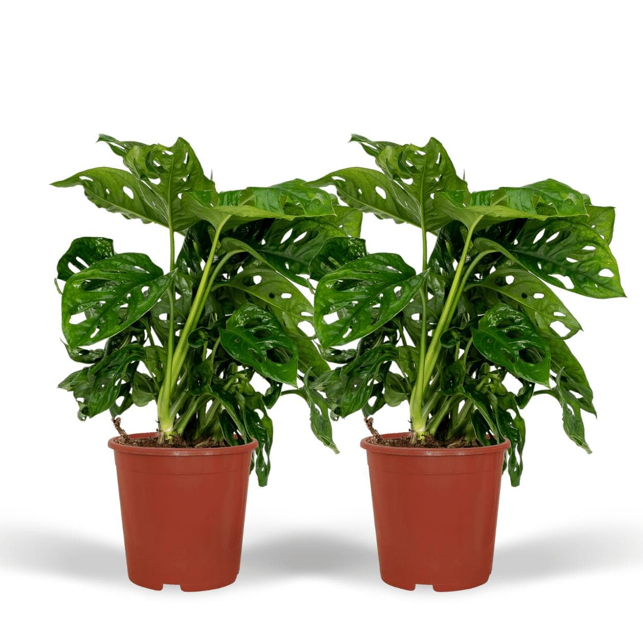 2x Monstera Monkey Blatt (Lochpflanze) - Zimmerpflanze - Ø12 cm - Höhe: 30 cm - grüne-wurzel