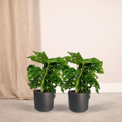 2x Monstera Monkey Blatt (Lochpflanze) - Zimmerpflanze - Ø12 cm - Höhe: 30 cm - grüne-wurzel