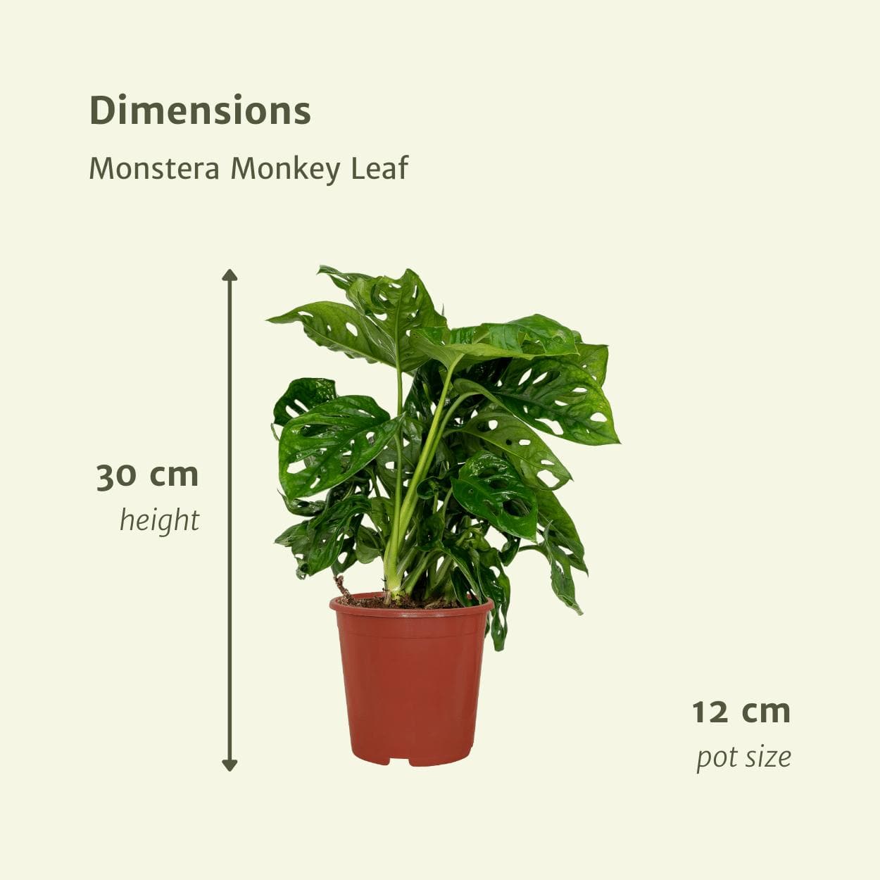 2x Monstera Monkey Blatt (Lochpflanze) - Zimmerpflanze - Ø12 cm - Höhe: 30 cm - grüne-wurzel