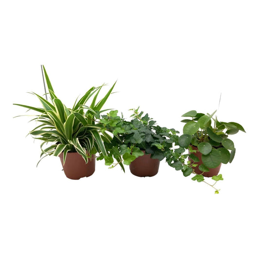 3x Zimmerpflanzen - Grüner Mix Chlorophytum, Hedera, Pilea - 3 Stücke - Ø13cm - ↕35cm - Pflegeleicht - Luftreinigend - Haustierfreundlich - grüne-wurzel