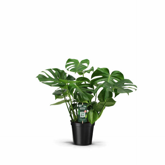 AKTION JULI - Monstera Deliciosa - Zimmerpflanze - Fensterblatt - Ø21 cm - 70 cm hoch - grüne-wurzel