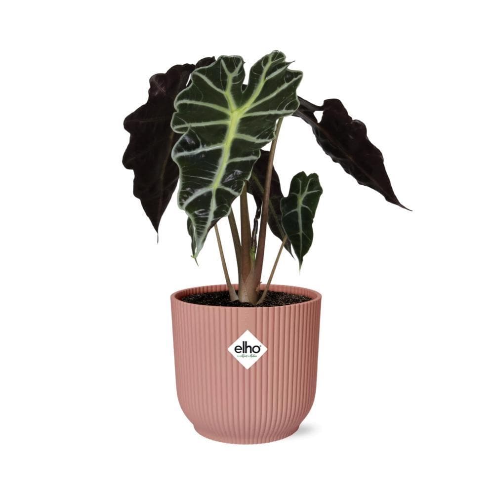 Alocasia 'Polly' in ELHO Vibes Fold 14cm Topf, Rosa - Tropisches Ambiente & Luftreinigung für Zuhause - grüne-wurzel