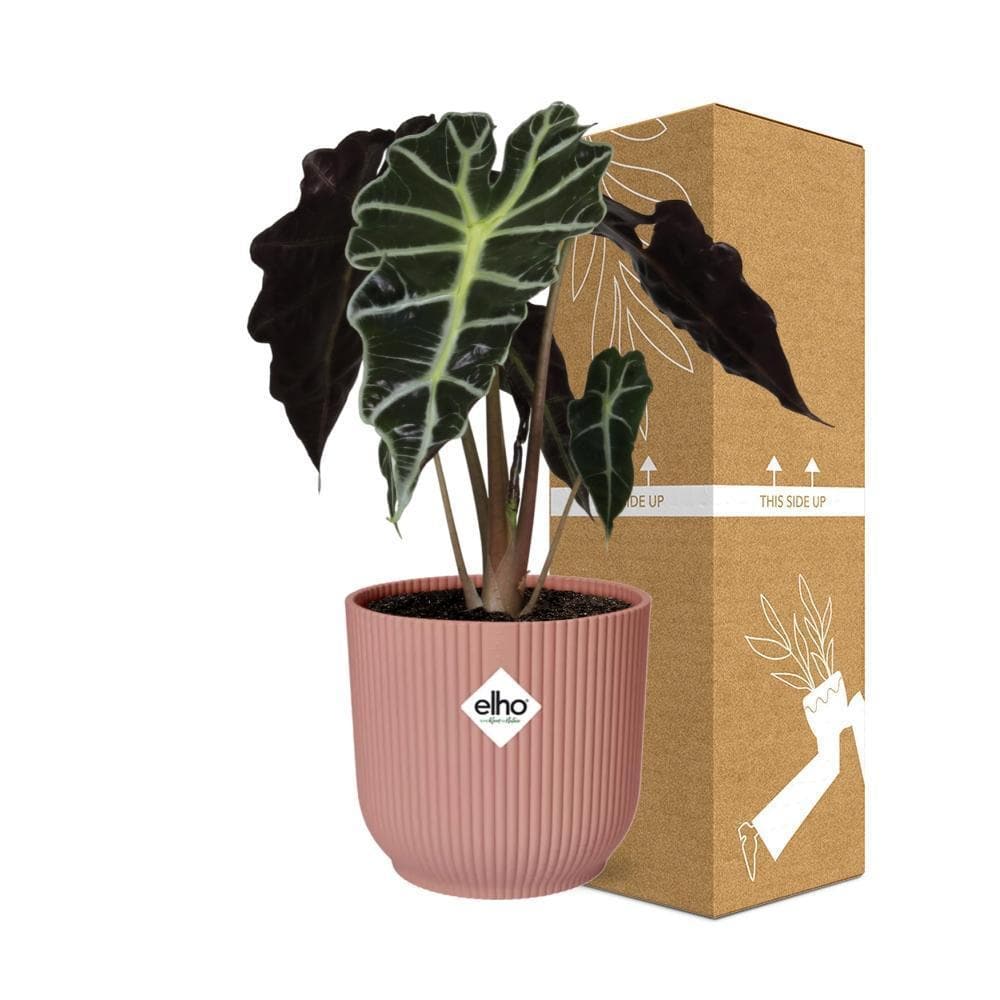 Alocasia 'Polly' in ELHO Vibes Fold 14cm Topf, Rosa - Tropisches Ambiente & Luftreinigung für Zuhause - grüne-wurzel