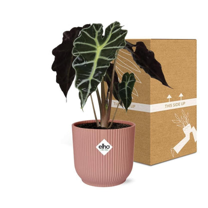 Alocasia 'Polly' in ELHO Vibes Fold 14cm Topf, Rosa - Tropisches Ambiente & Luftreinigung für Zuhause - grüne-wurzel