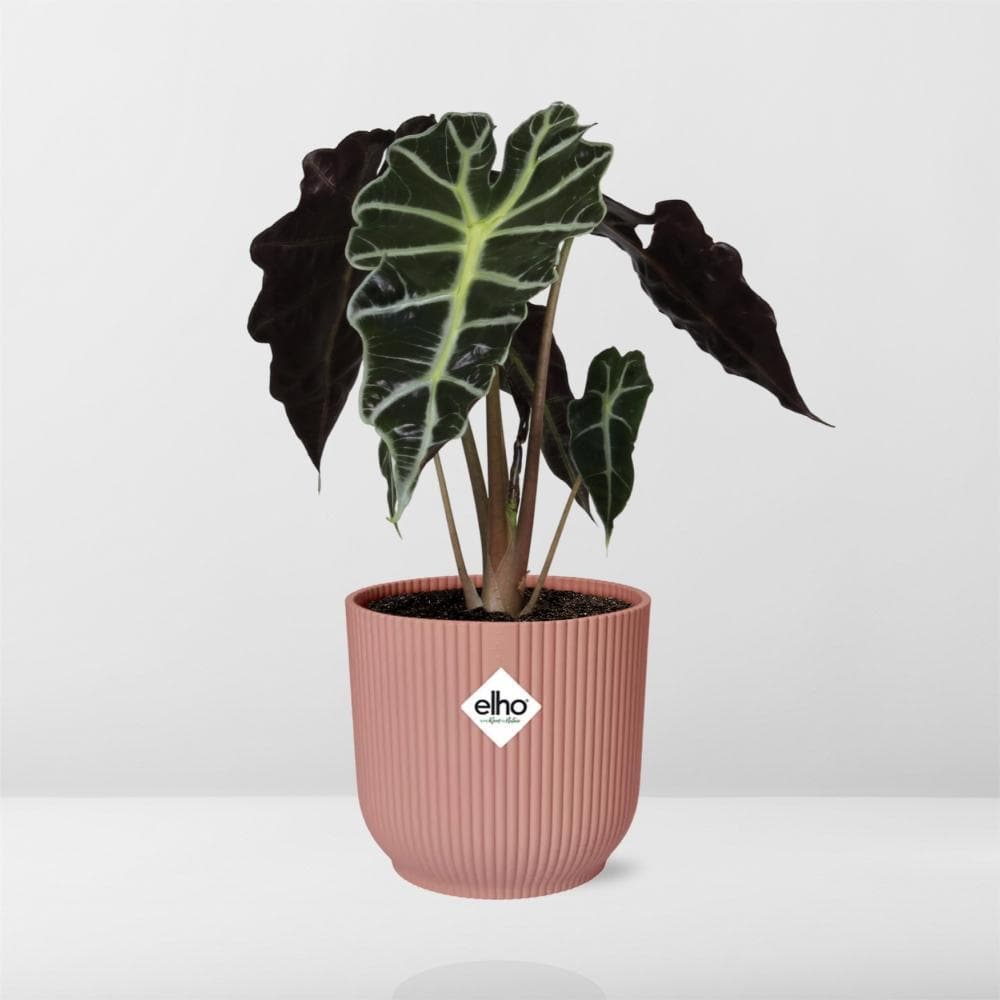 Alocasia 'Polly' in ELHO Vibes Fold 14cm Topf, Rosa - Tropisches Ambiente & Luftreinigung für Zuhause - grüne-wurzel