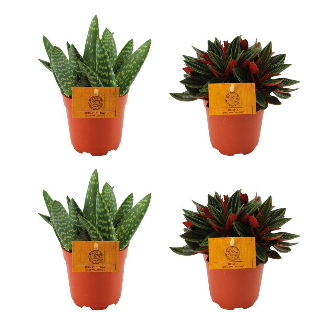 Aloe Paradisicum & Peperomia Rosso Kollektion - 4 Stück Pflanzenset Ø10.5cm, Höhe 10cm - Modernes Wohnambiente Grünpflanzen - grüne-wurzel