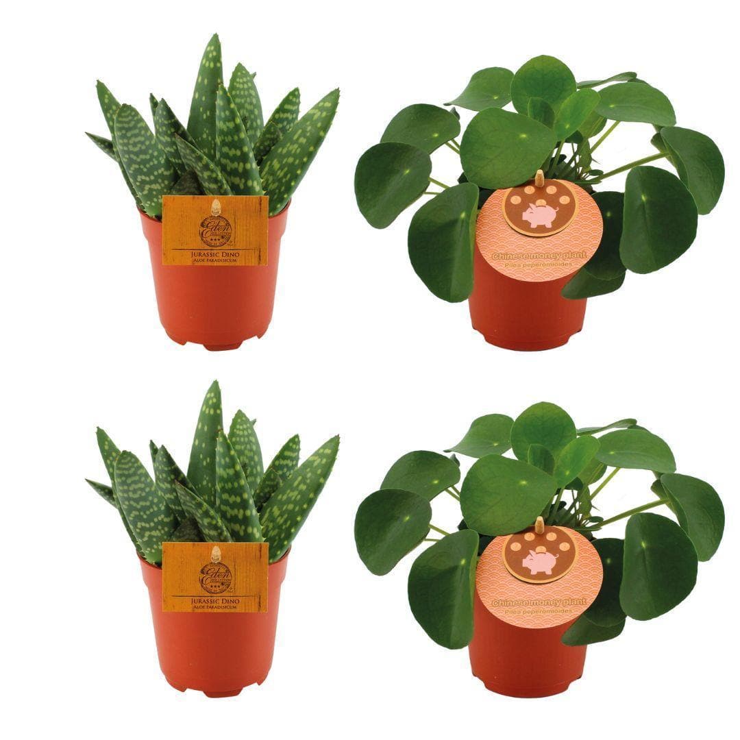 Aloe Paradisicum & Pilea Peperomioides Grün-Duo - 4er Pflanzen-Set Ø10.5cm, Höhe 10cm - Luftreinigend & Stilvoll Zimmerpflanzen - grüne-wurzel