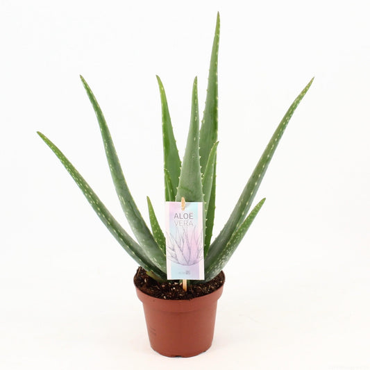 Aloe Vera 'Gesundes Grün' im Topf Ø14cm, Höhe 45cm - Langlebige & Luftreinigende Sukkulente - grüne-wurzel