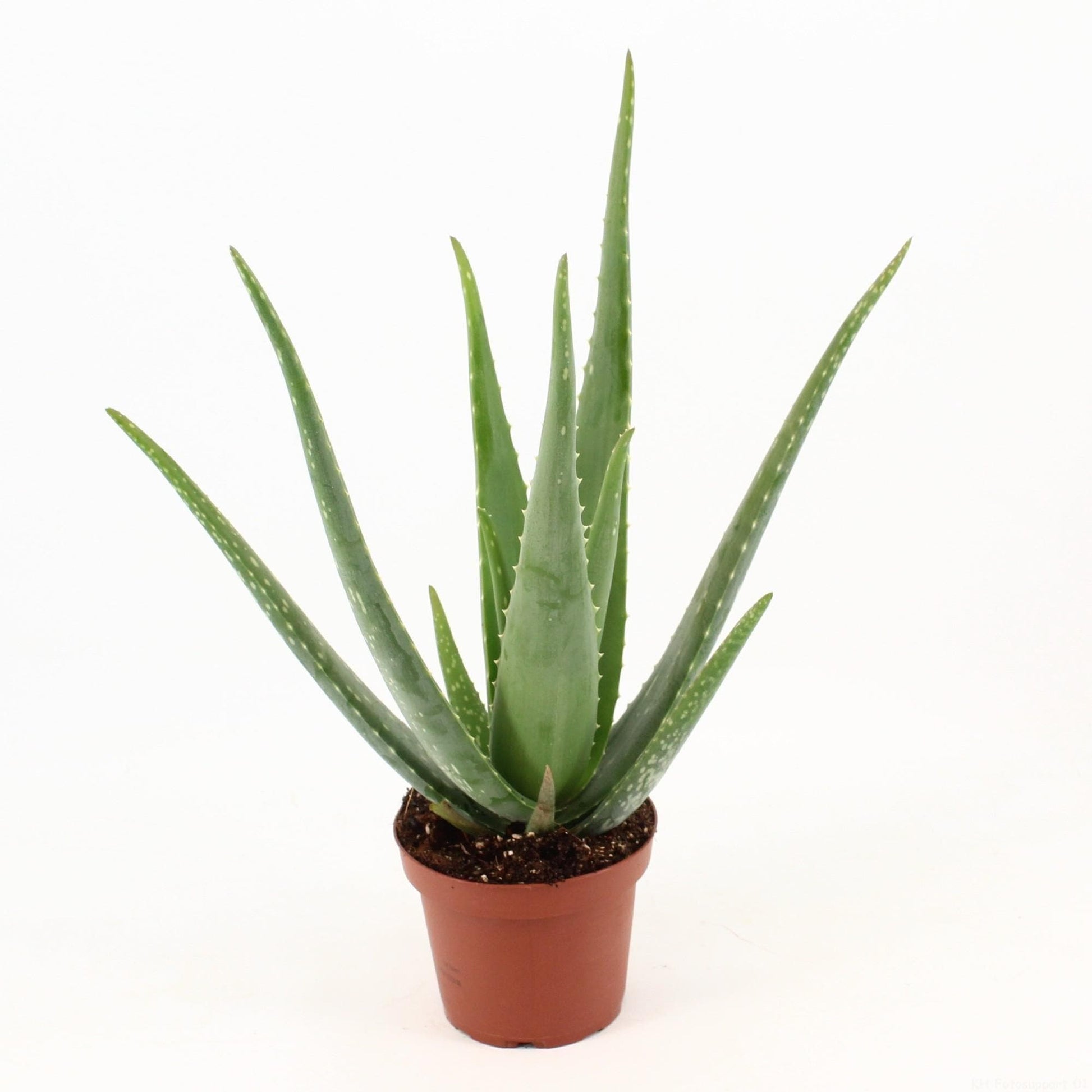 Aloe Vera 'Pure Natur' – Robuste & Luftreinigende Pflanze im Topf Ø14cm, Höhe 45cm – Ein Hauch von Wellness - grüne-wurzel